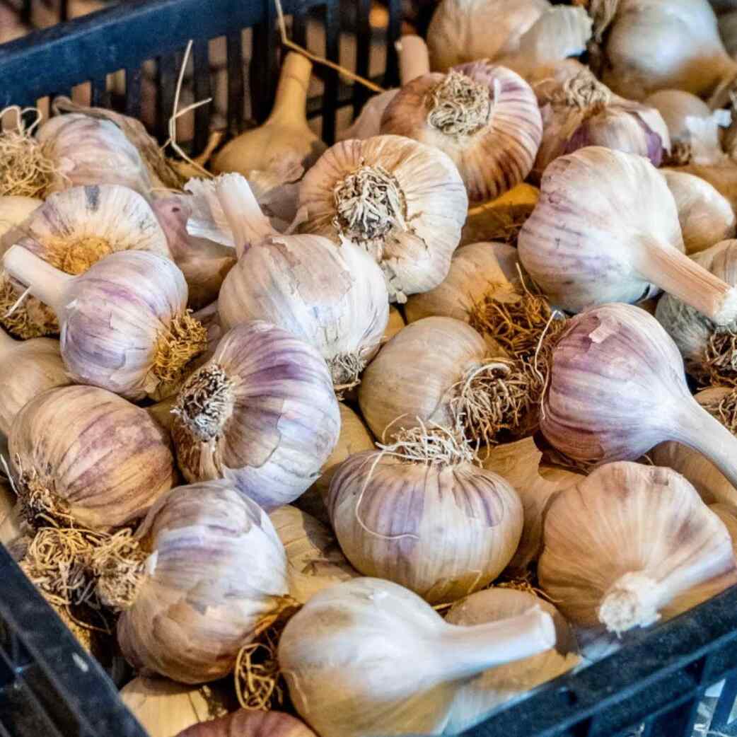 Garlic