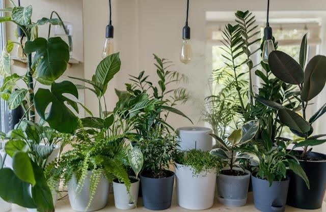 Can Plants Boost Home Humidity in Winter Can Plants Boost Home