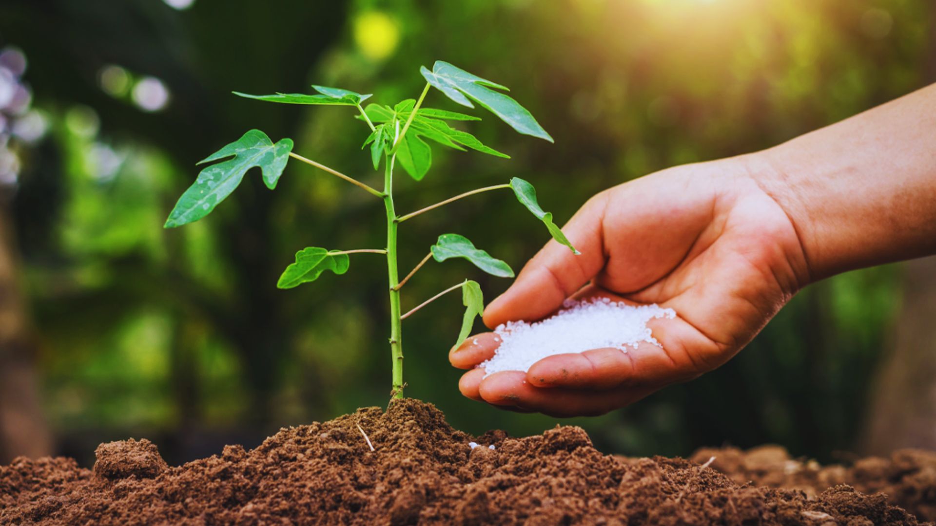 Organic Fertilizers and Compost