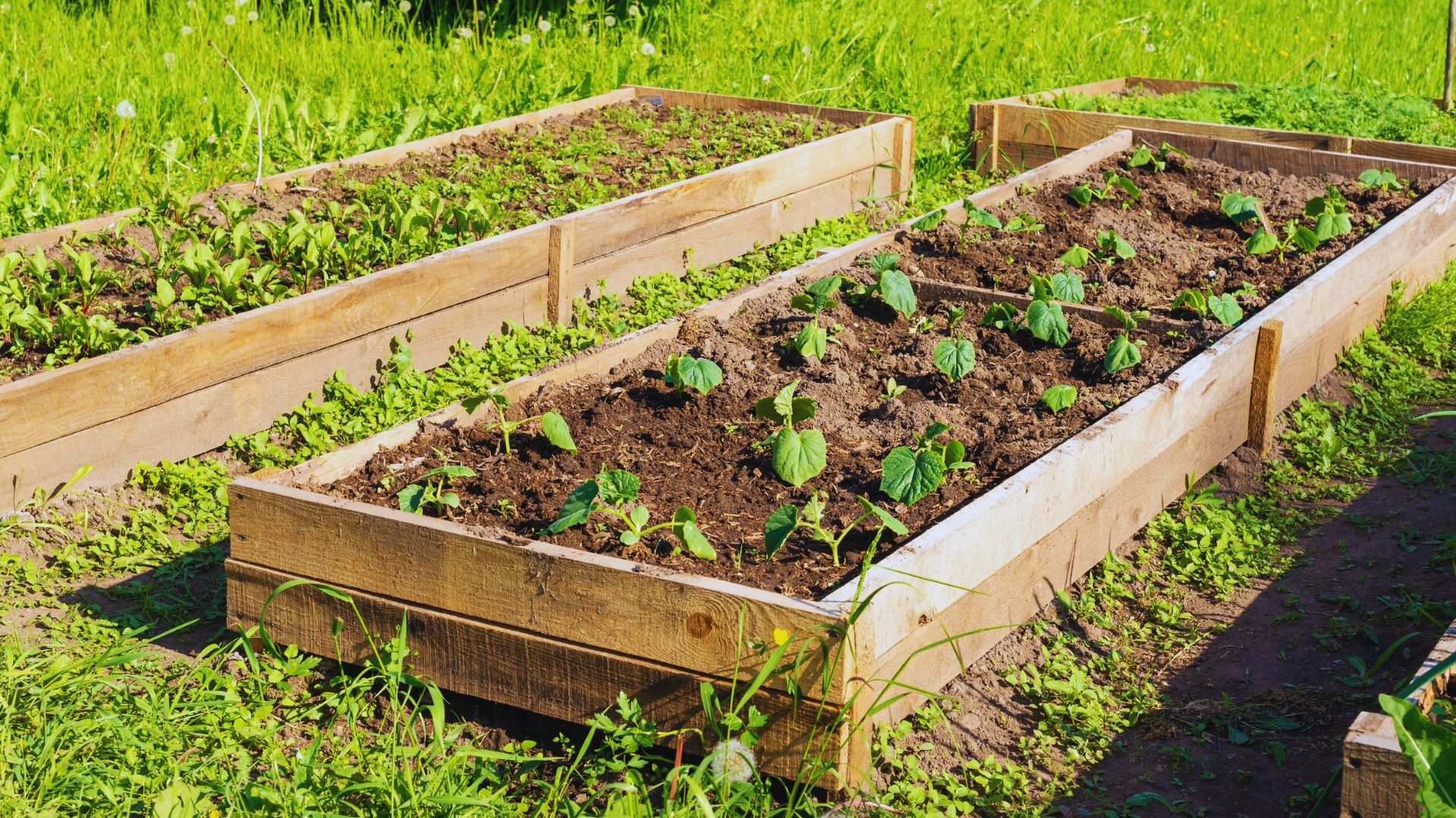 Raised Beds and Soil Protection
